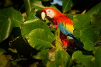 Ara arakanga - Ara macao - Scarlet Macaw 5832
